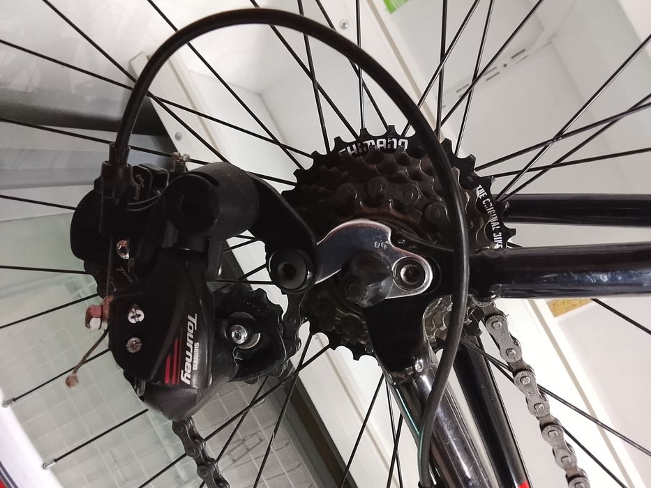 Cursiera momo simano germania