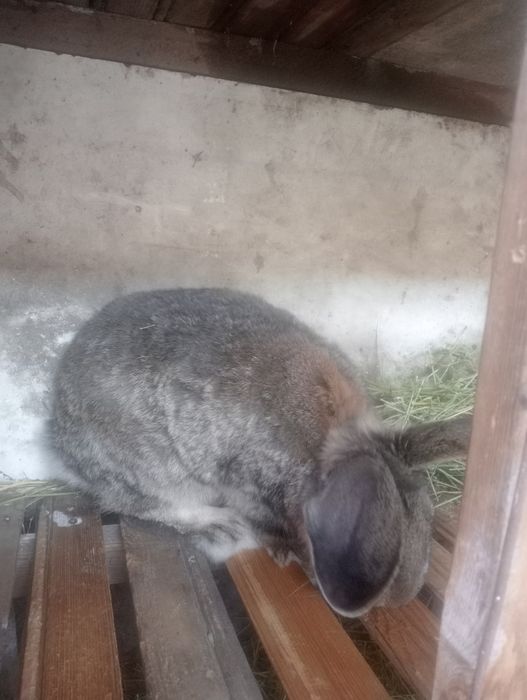 Продам кролчиху с кролчатами и Крола