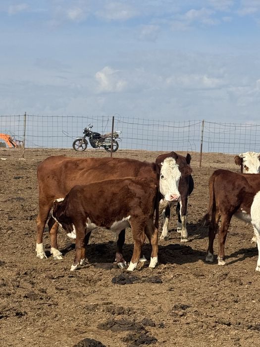 Крс оптом продам