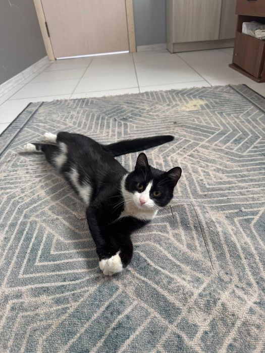 Котик молодой ищет дом