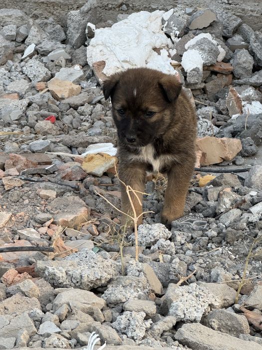 Отдам даром щенков