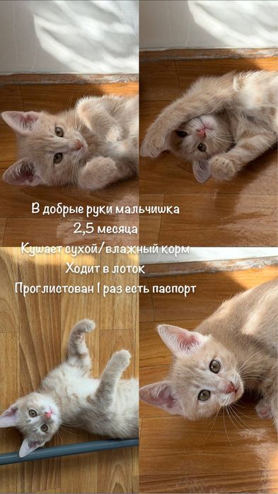 Рыжий котенок в добрые руки