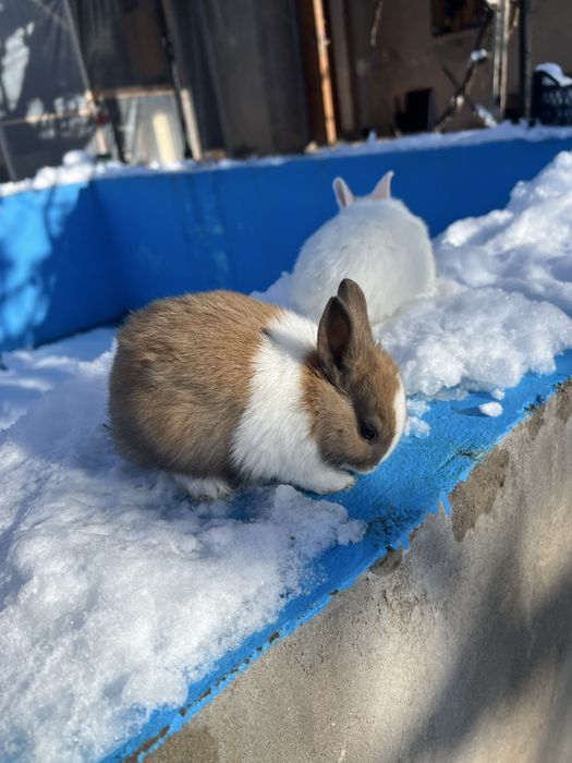 Кролики Дикоротивные