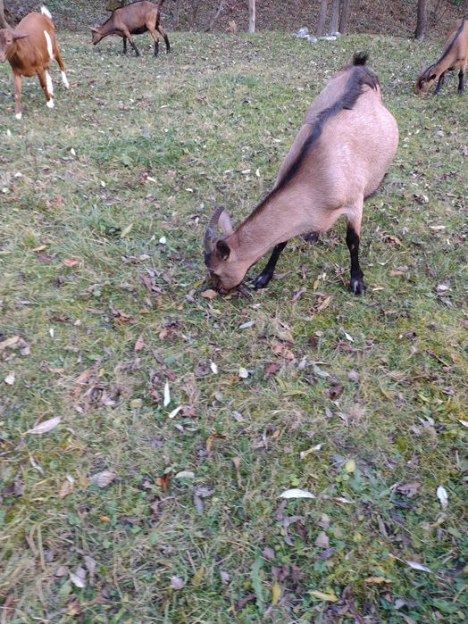 Vând capră alpină franceză gestantă