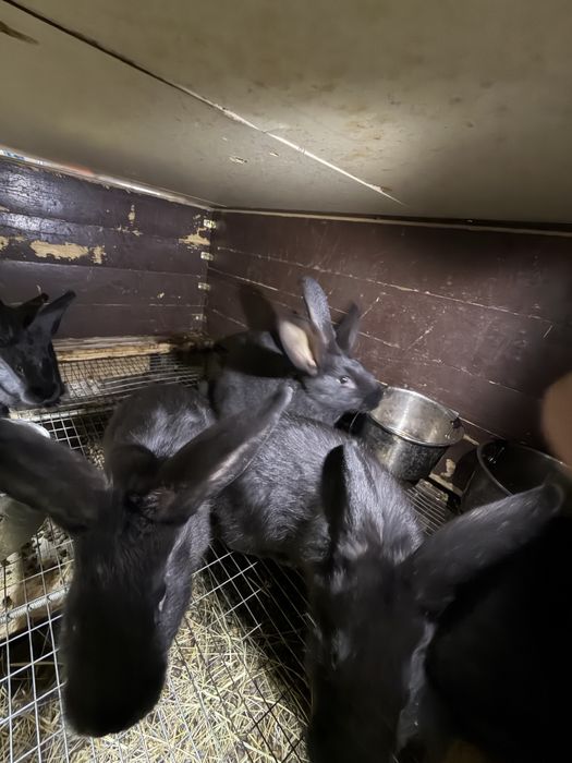 Кролики домашние