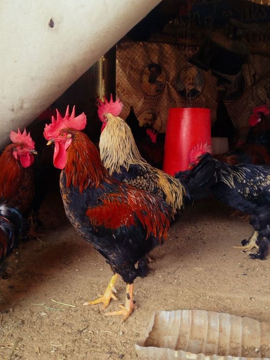 Петухи "Андижанский чёрный принц"