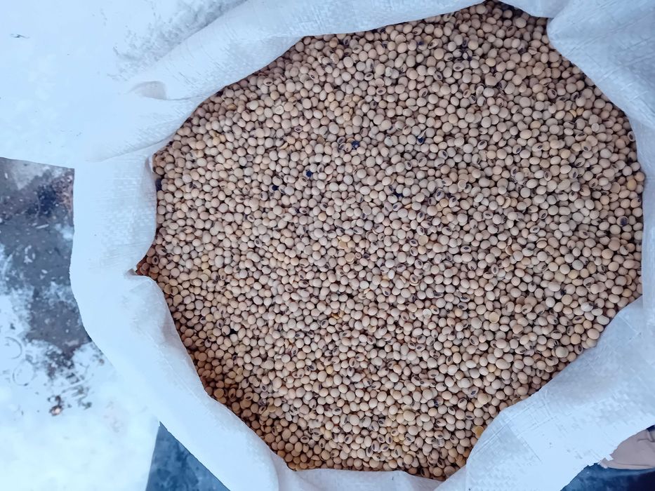 Vind Srot Floarea Soarelui Granulat foarte bine uscat si super calit