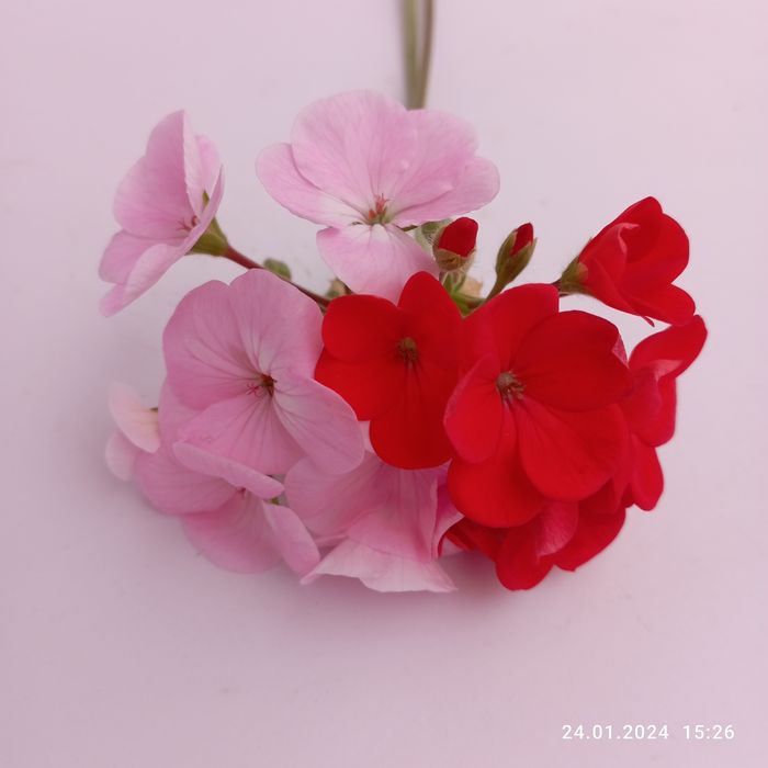 Пеларгония в ассортименте