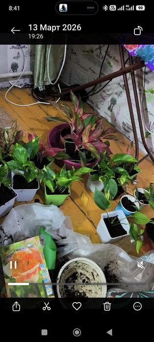 Продам комнатные цветы