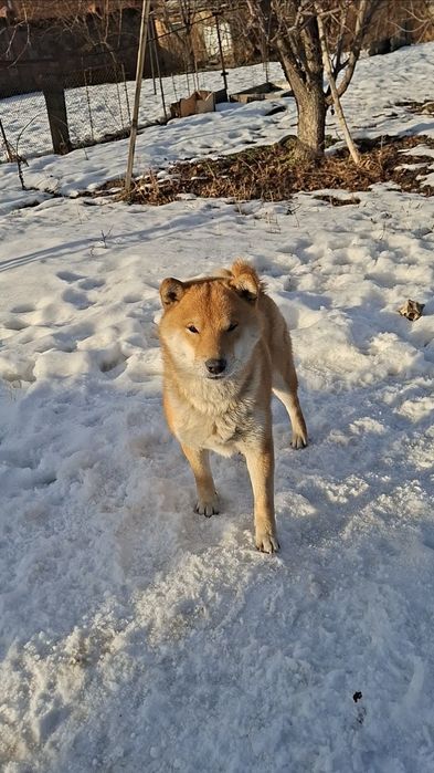 Продам Племенной Сиба-ину мальчик