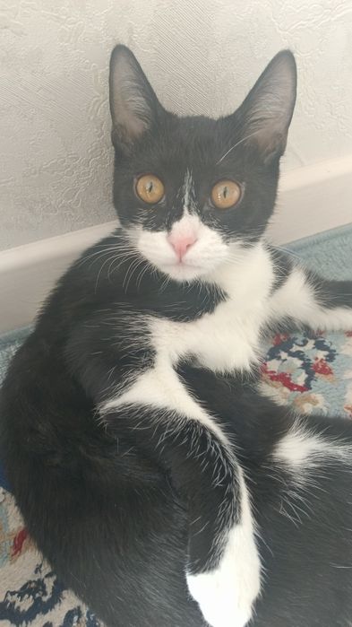 Кошка приучена к лотку