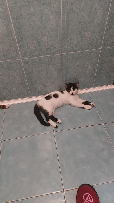 Доставим в хорошие руки