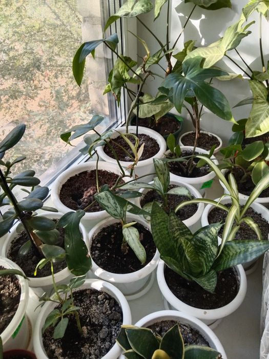 Комнатные цветы не дорого