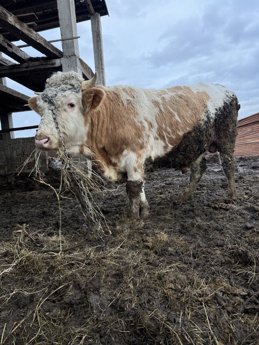 Vand viței de tăiat