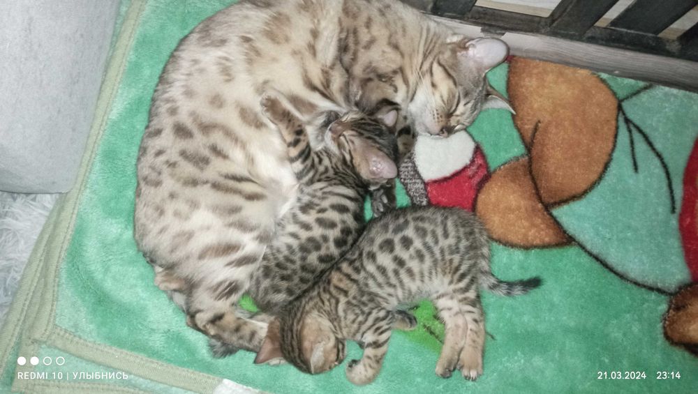 Бенгальские котята