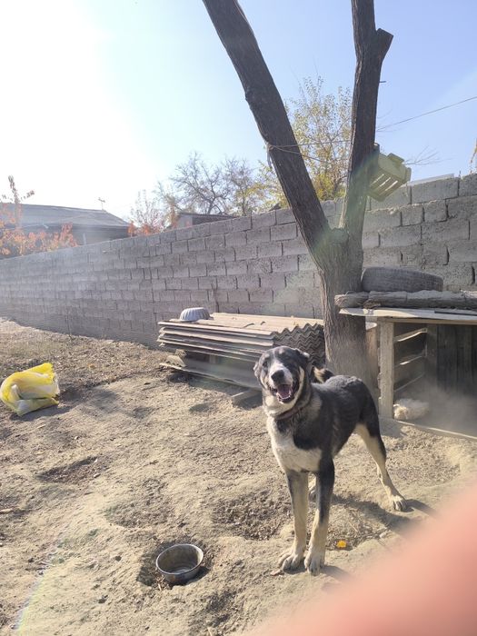 Alabay aprelda tugʻilgan 7 oylik