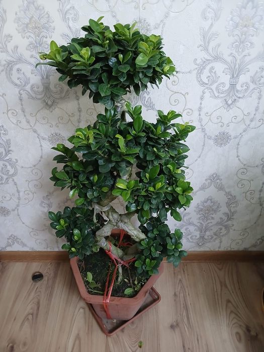 Бонсай фикус . комнатные цветы