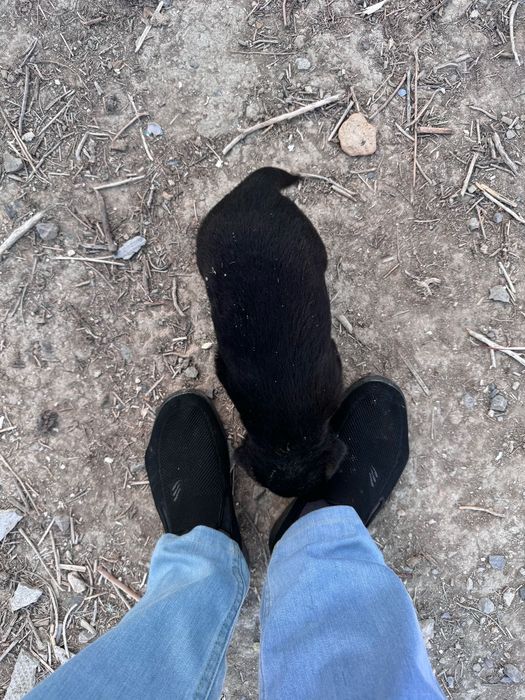 Собака күшік щенки