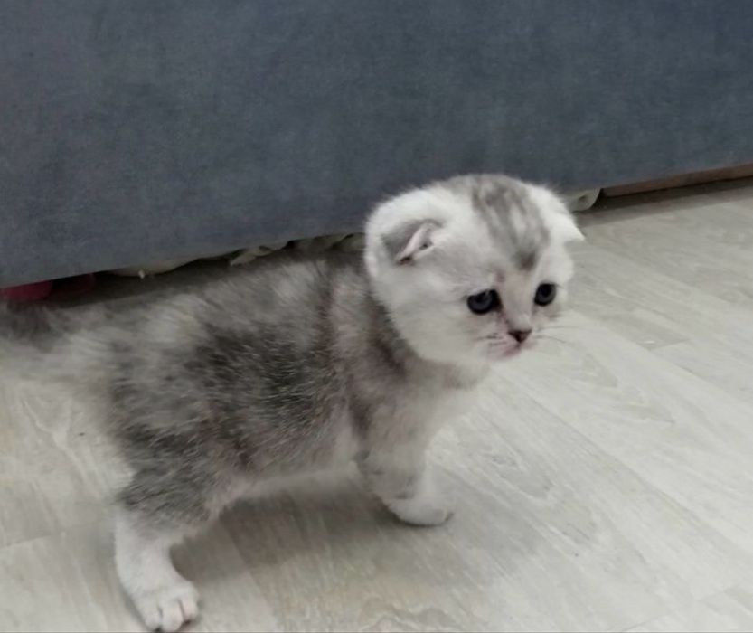 Котята шотландские