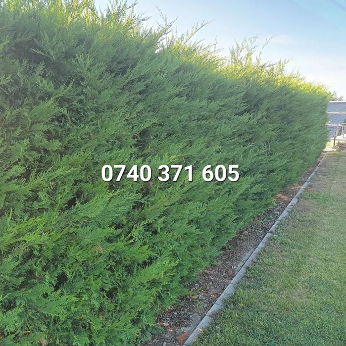 Producator gard viu mereu verde ,Leyland,Laur,Photinia