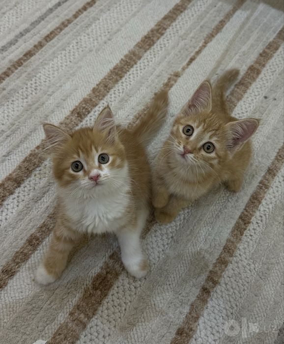 Отдам упитанных котят