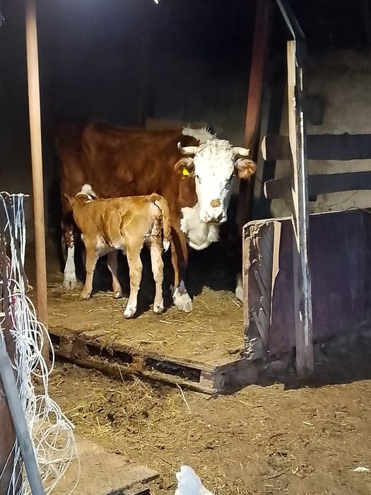 Үш бас бұзаулы сиыр сатылады.  бұзау