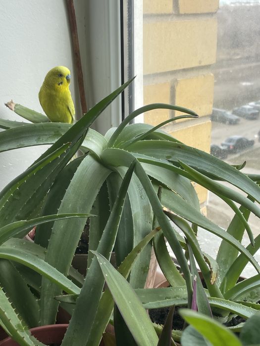 Алоэ Вера лечебный.