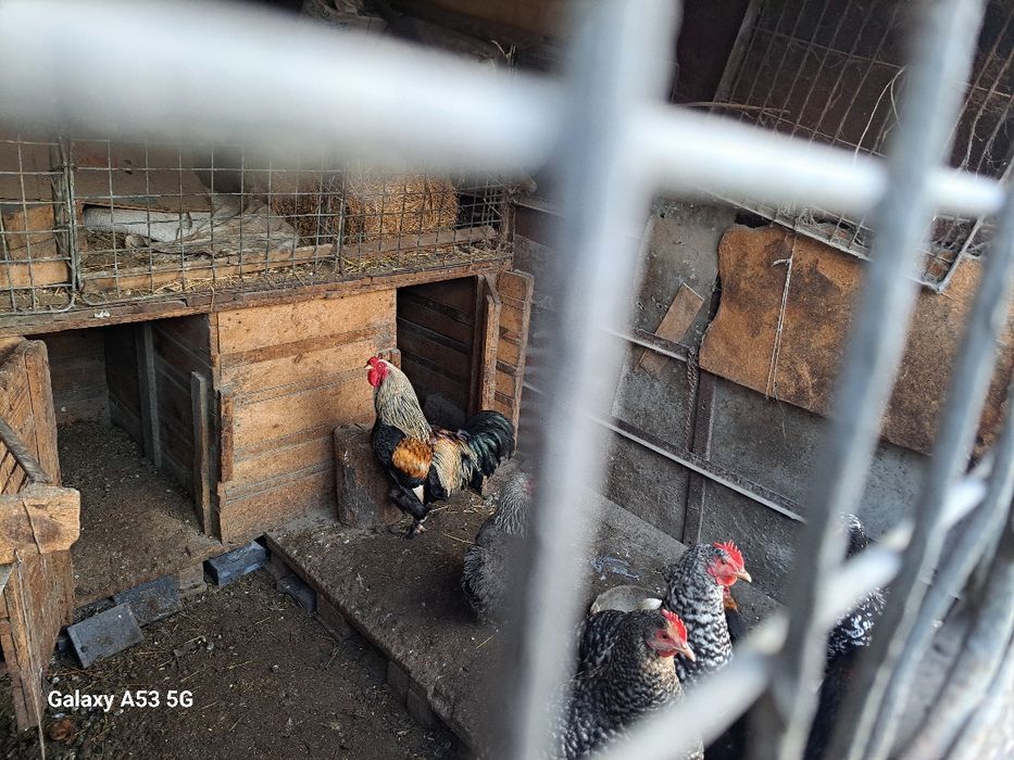 Кур и петухов продам