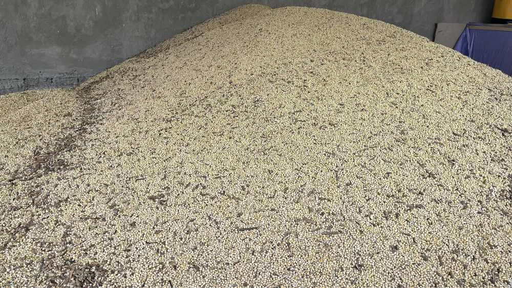 Соя соевые бабы