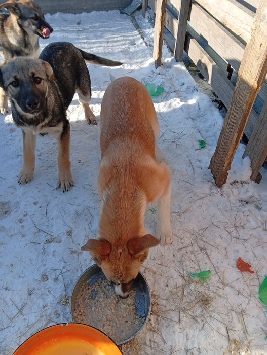 Отдам даром щенков