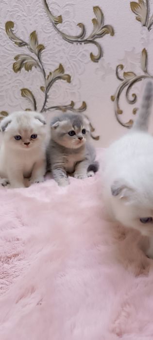 Mushuklar sotiladi zoti Sqotish fold