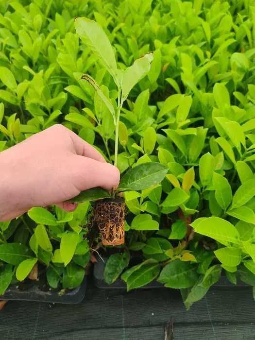 Лавровишна Novita, Caucasica в мултипалети. Производител