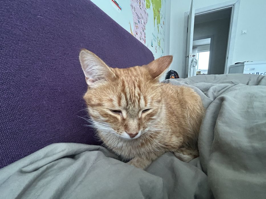 Отдам кота в добрые руки