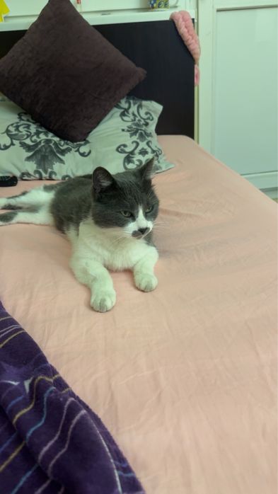 Pisica pentru adoptie