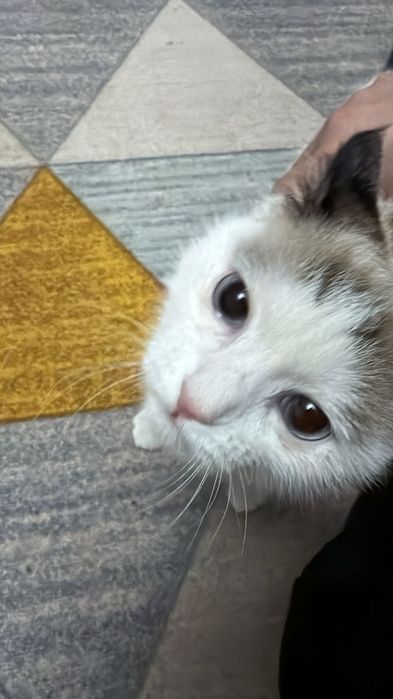 Отдам даром котенка