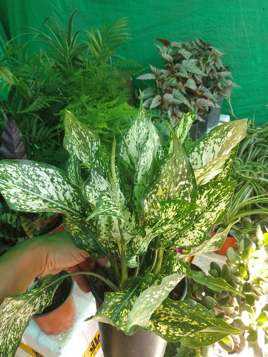 Азалия вся цветущая