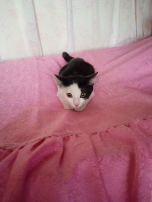 Котенок отдаем.
