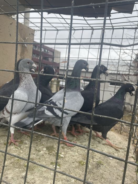 Vand porumbei germani