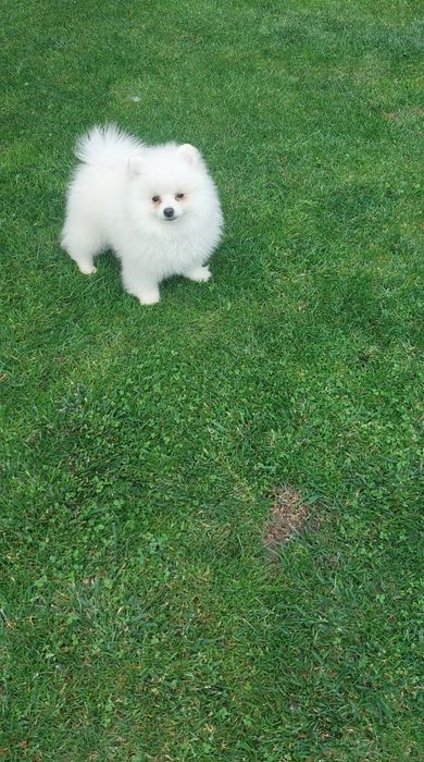 Mascul pomeranian mini  spitz