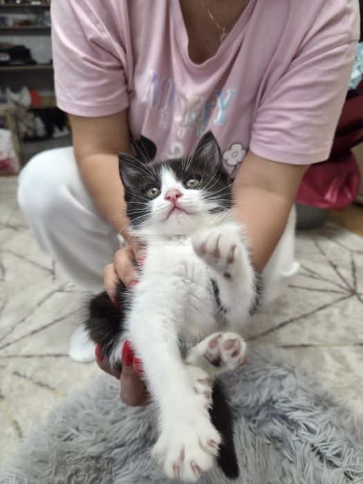 Отдаем двух котят