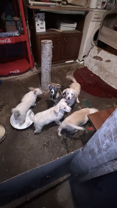 Подаряват се кученца