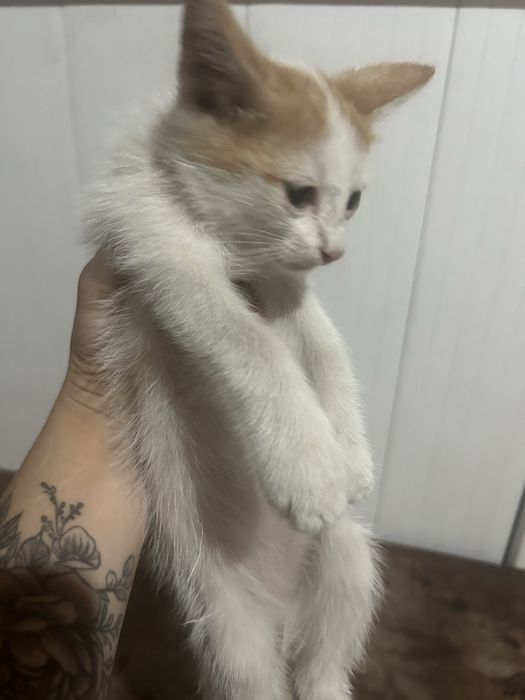 Отдам котенка в добрые руки