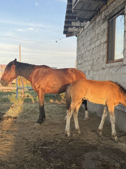 Продам двух кобыл вместе с жеребятами