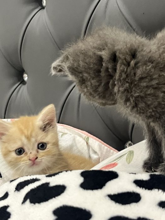 Котята британские