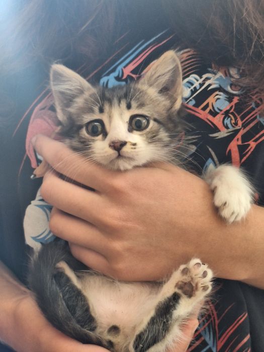 Отдаём котят в добрые руки!