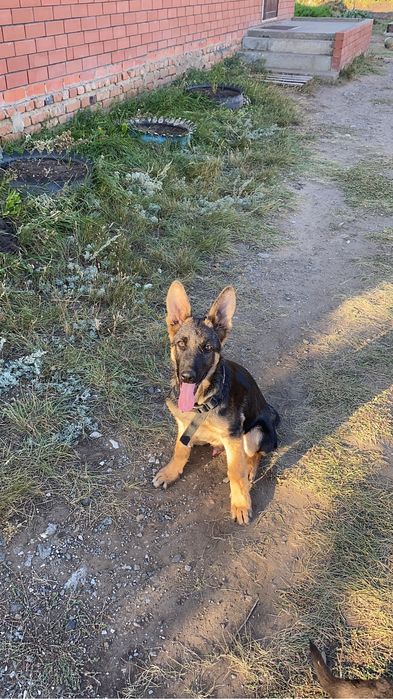 Немечкая овчарка