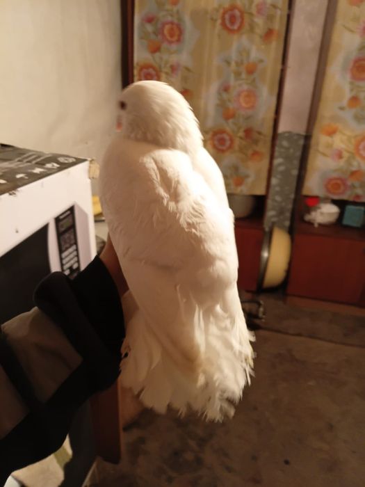 Продам голубей порода павлин