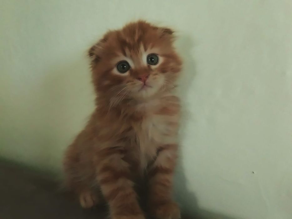 Продам котят 2 мес