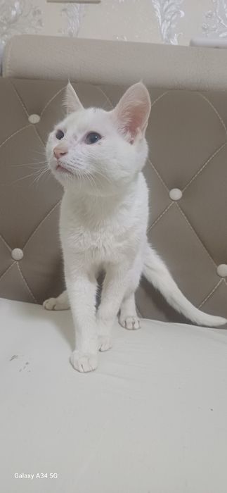 Котёнок турецкая