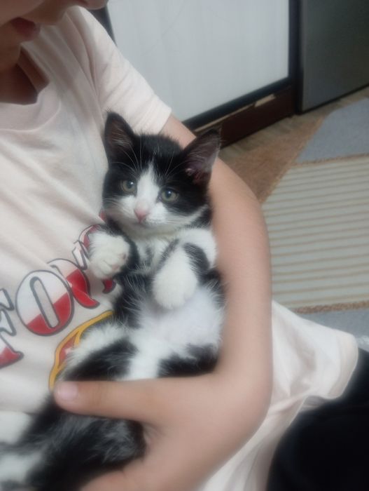 Отдам котенка девочку в добрые руки